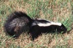 Skunk